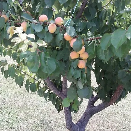 Zeljko Lopar