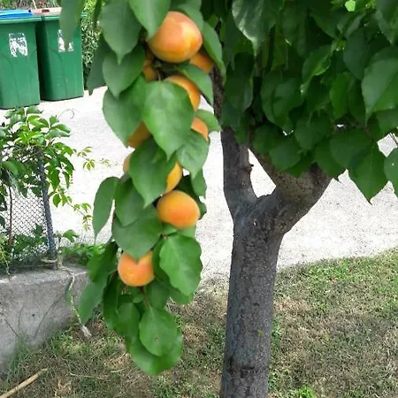 Zeljko * Lopar