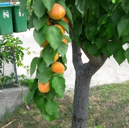 Zeljko * 洛帕
